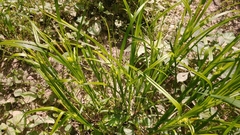 Carex grayi