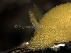 Acanthodoris pilosa