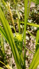 Carex grayi