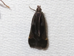 Dichomeris ochripalpella