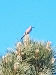 Toxostoma curvirostre