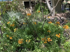 Alstroemeriaceae