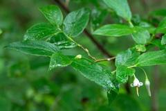 Vaccinium erythrocarpum