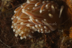 Facelina bostoniensis