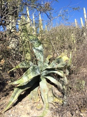 Agave marmorata