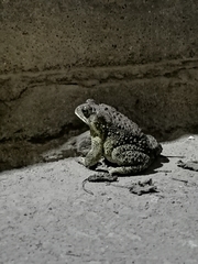 Duttaphrynus melanostictus