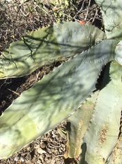 Agave marmorata