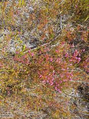 Erica multumbellifera