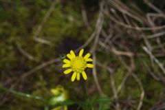 Senecio lautus