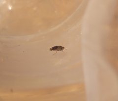 Actocetor indicus