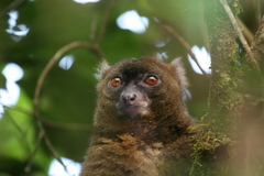 Prolemur simus