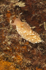 Facelina