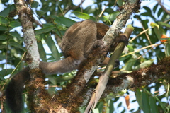 Prolemur simus