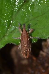 Lixus ochraceus