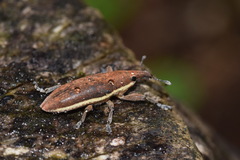 Lixus ochraceus