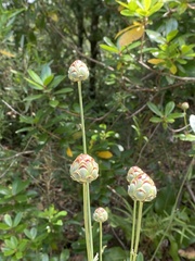 Rhaponticoides africana