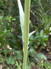 Rhaponticoides africana