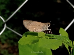 Torbenlarsenia gemella