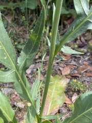 Rhaponticoides africana