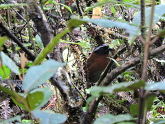 Oreothraupis arremonops