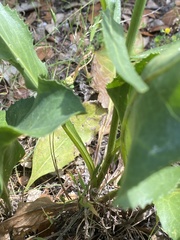 Rhaponticoides africana