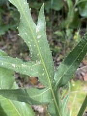 Rhaponticoides africana