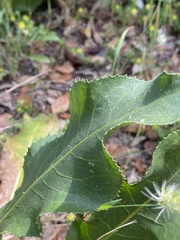 Rhaponticoides africana