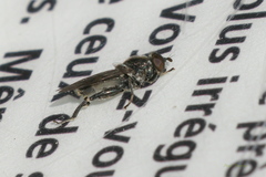 Chalcosyrphus nemorum
