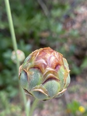 Rhaponticoides africana