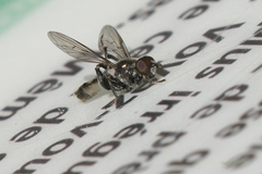 Chalcosyrphus nemorum