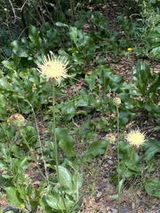 Rhaponticoides africana