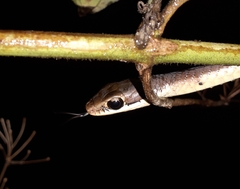 Dendrelaphis chairecacos