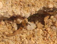Actocetor indicus