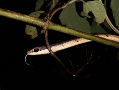 Dendrelaphis chairecacos