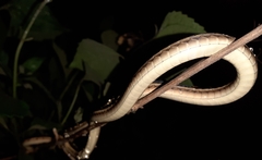 Dendrelaphis chairecacos