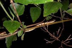 Dendrelaphis chairecacos