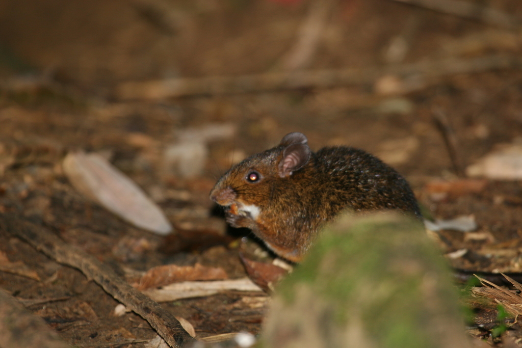 White-Bellied Nesomys