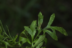 Senecio lautus
