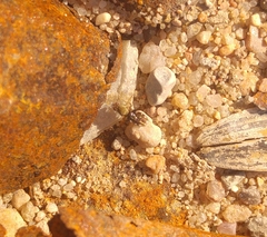 Actocetor indicus