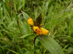 Elleanthus aurantiacus