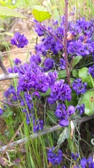 Polygala microphylla