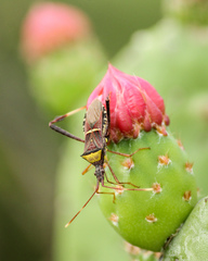 Leptoglossus cinctus