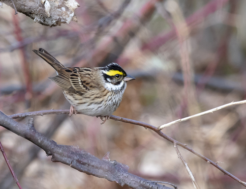 Yellow-browed Bunting (Emberiza chrysophrys), photo 8