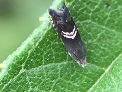 Grapholita interstinctana