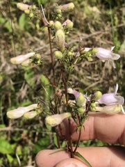 Penstemon laxiflorus