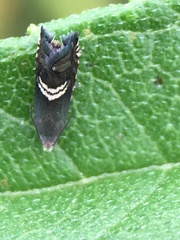 Grapholita interstinctana