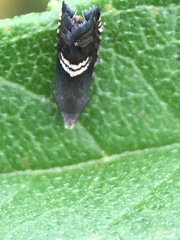 Grapholita interstinctana