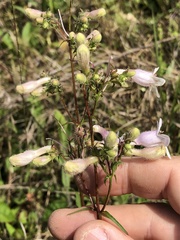 Penstemon laxiflorus