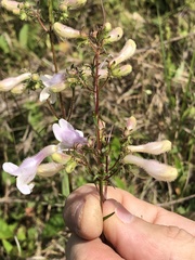 Penstemon laxiflorus