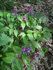 Lathyrus vernus